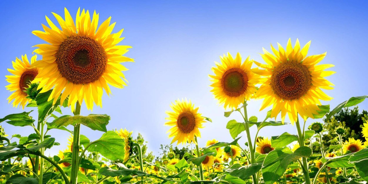 ToriiiHarvey's profile banner image