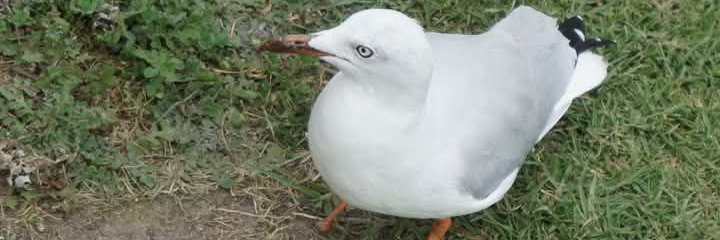 إيزابيل نيتي banner