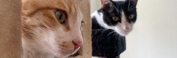 Harishreddy_SM Profile Banner