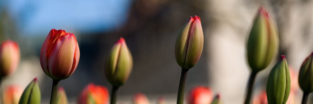 starline's profile banner image
