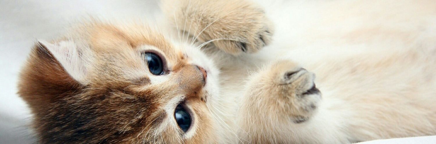 CatKleber's profile banner image