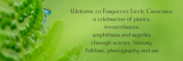 ForLilCreatures Profile Banner