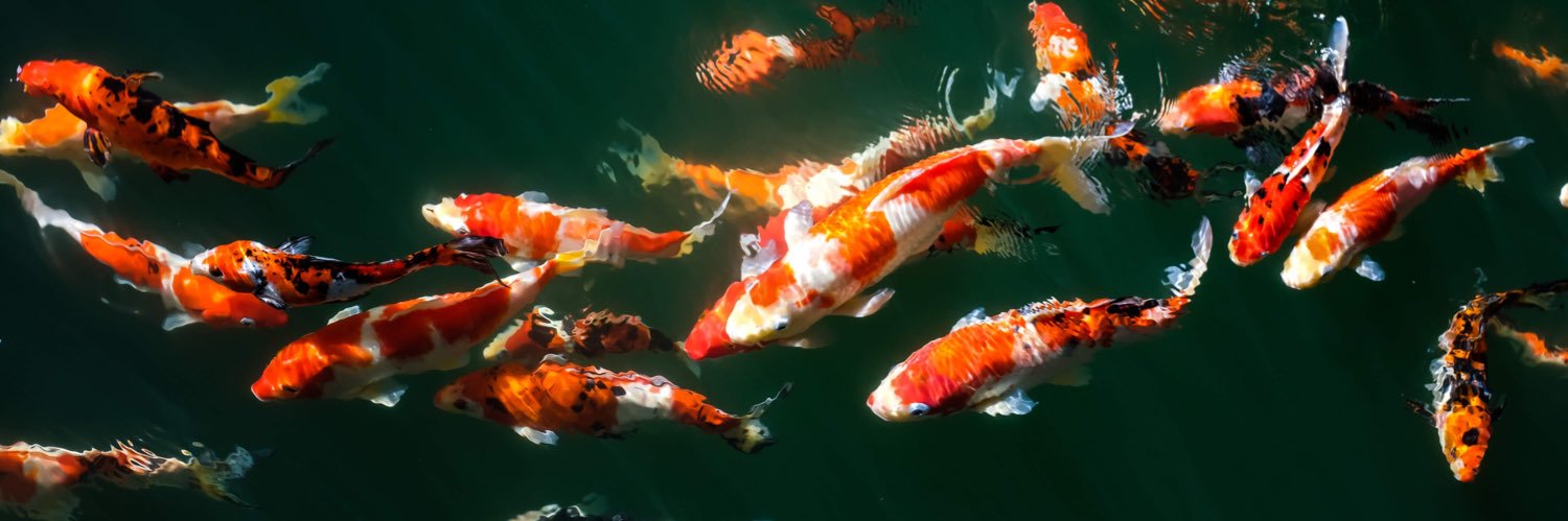 deepblueaquatic's profile banner image
