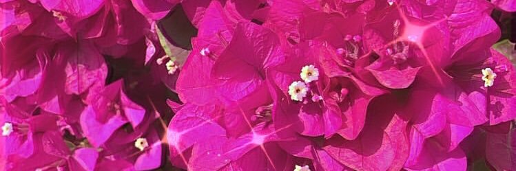sofia_rl's profile banner image