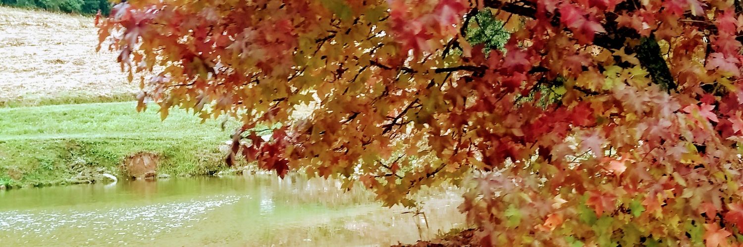 Elisa. 🚩🚩🍀 banner