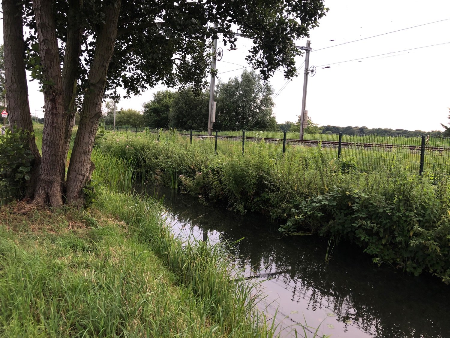 Merranda McLaughlin banner