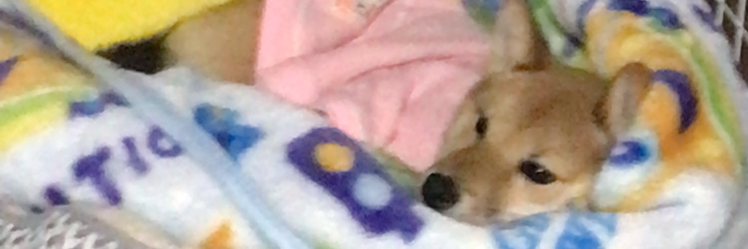 chamkorin's profile banner image