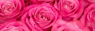 grace_23jp's profile banner image