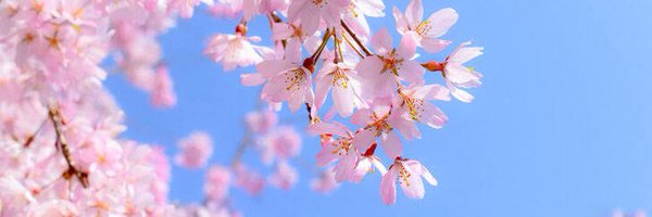 salmon_pi Profile Banner