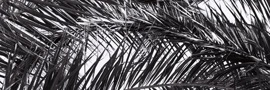 floraarr's profile banner image