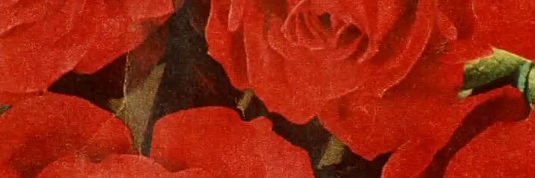 tel0rrebus's profile banner image
