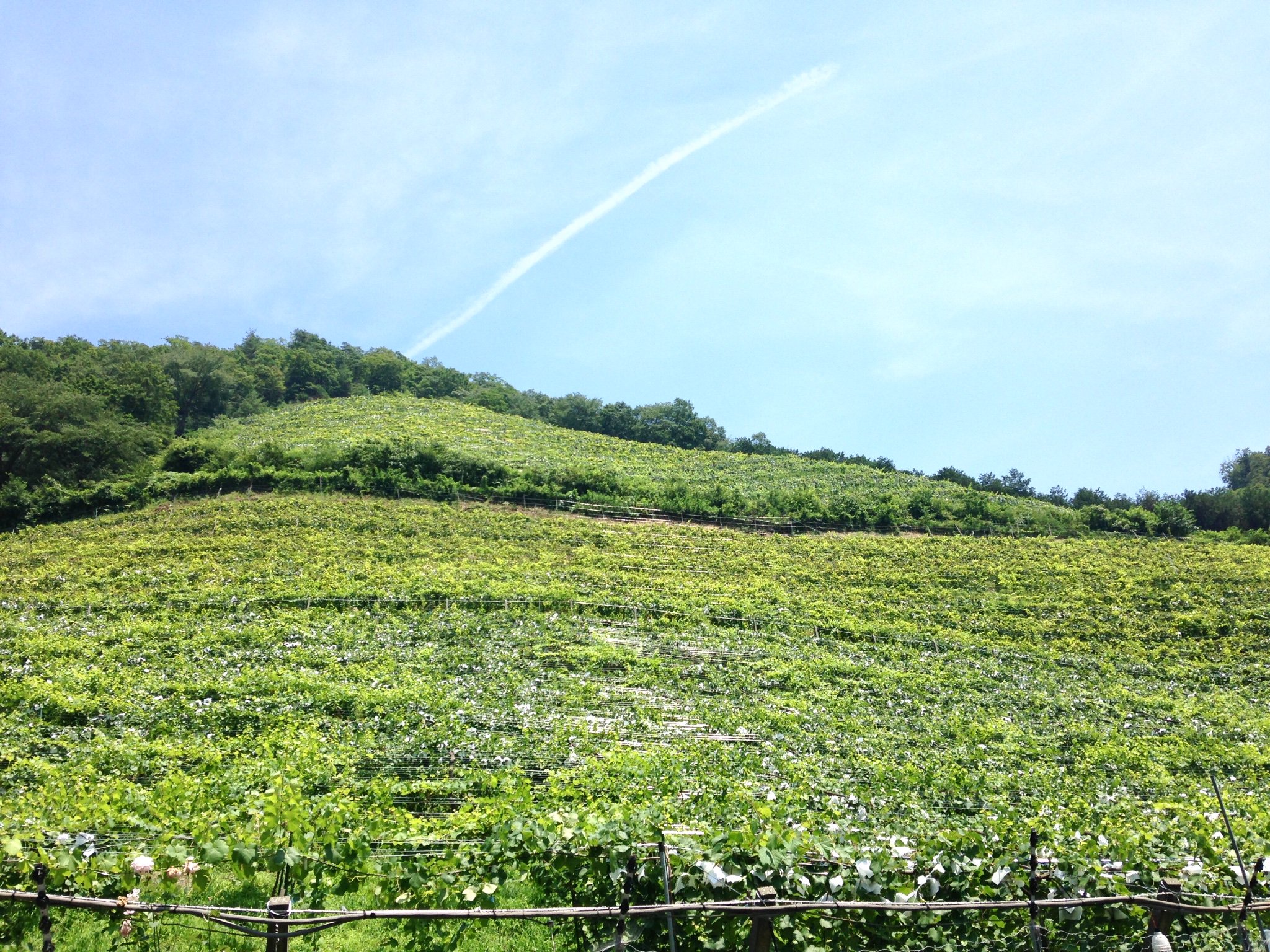 ばおたん （脱獄中） banner