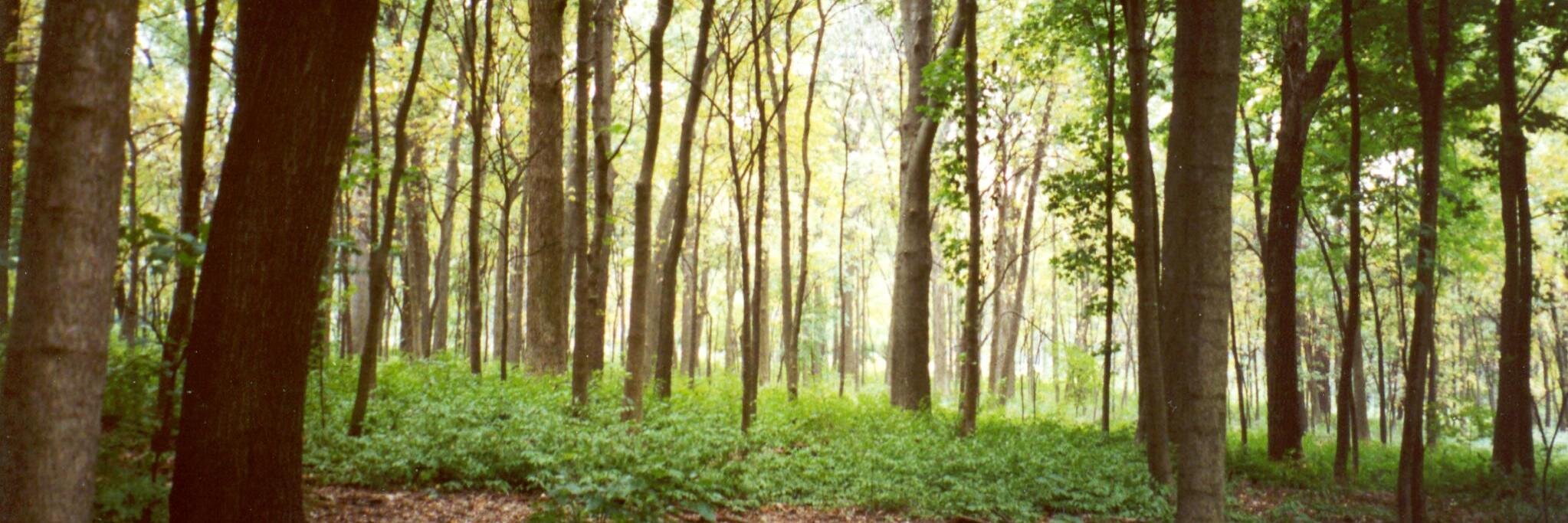 Charlotte Moss banner