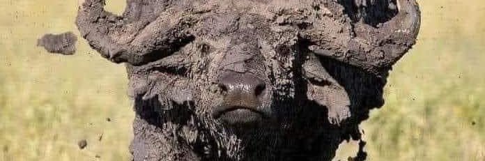 The 7th disciple🗽 banner