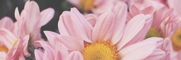 alydanichini's profile banner image