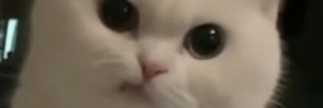 kellyheiha's profile banner image