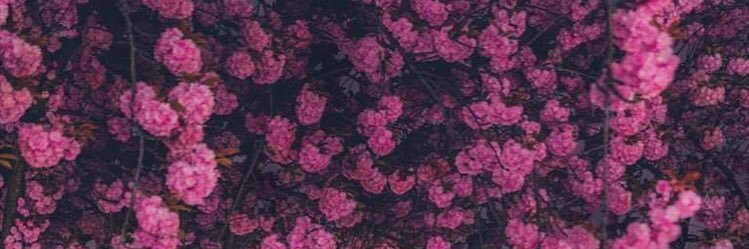 CooksonDeborah's profile banner image