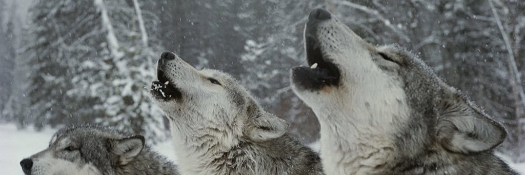 stswnut's profile banner image