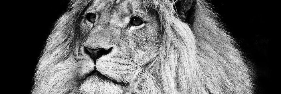 RobertSegreti's profile banner image