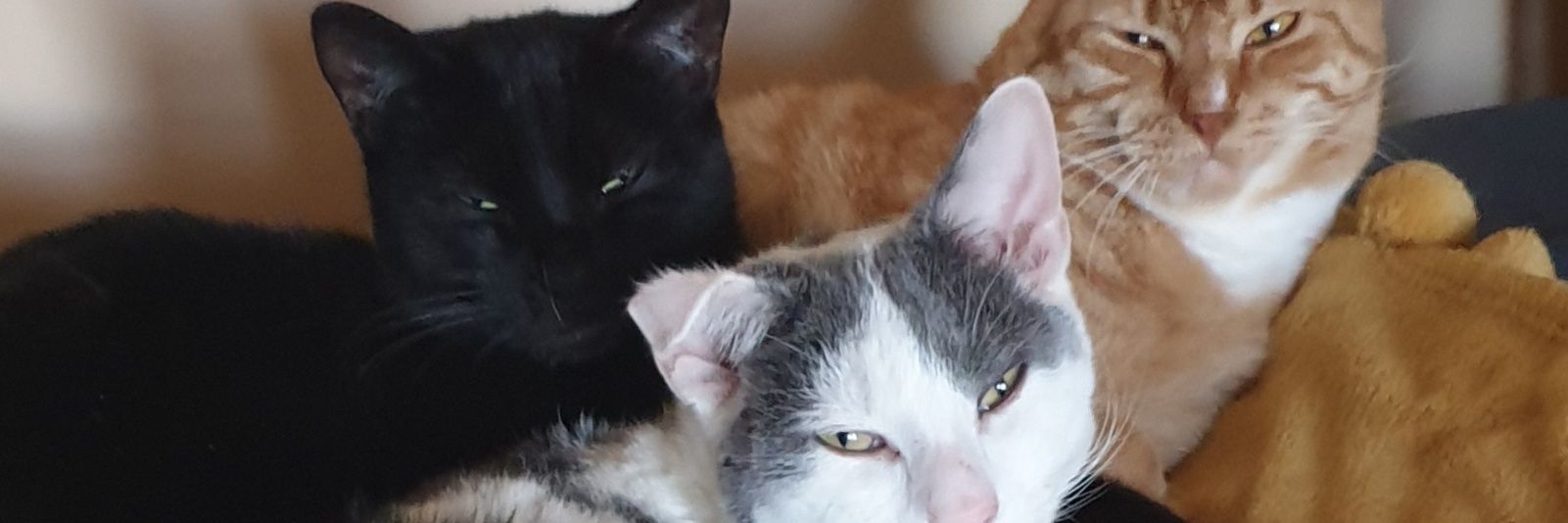 LadyWho26's profile banner image