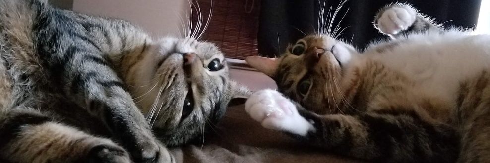 さにゃー🐱(🥔) banner