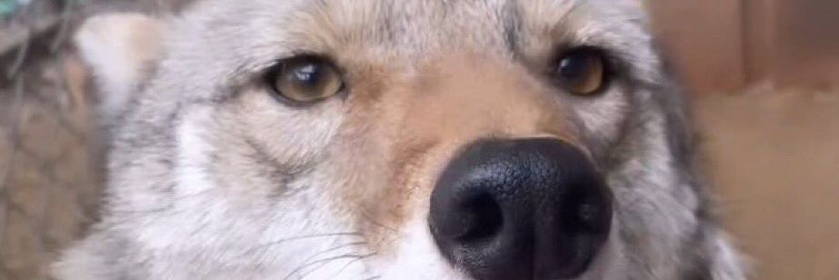 PinkWifdog's profile banner image
