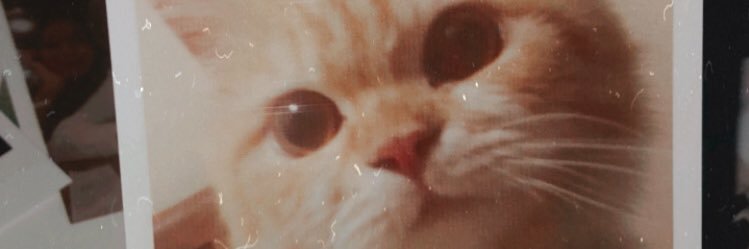annisa_tsamara3's profile banner image