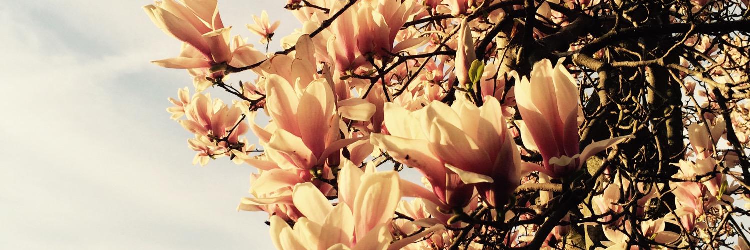 Dr. Diana Hernandez banner