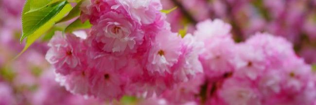 まさ✳︎みさま banner