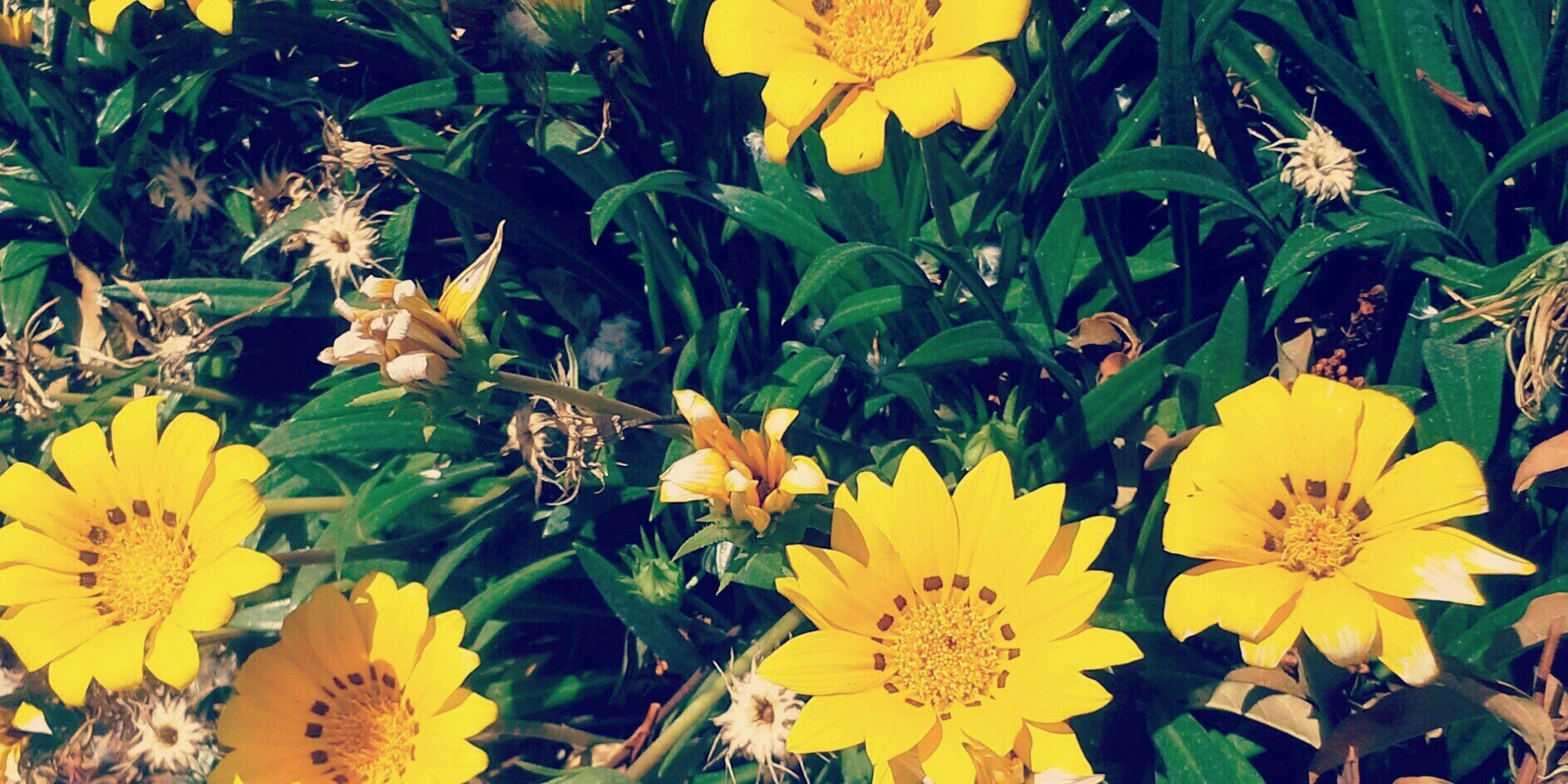 vanessaaabbyy's profile banner image