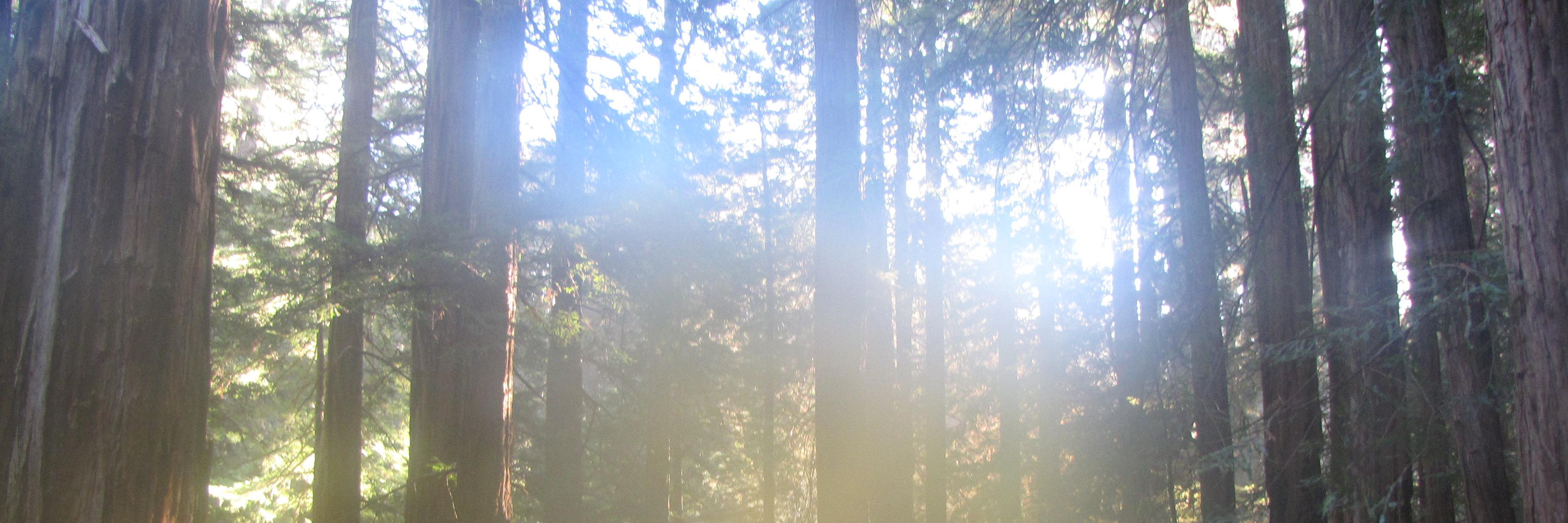 AncientPurity1's profile banner image