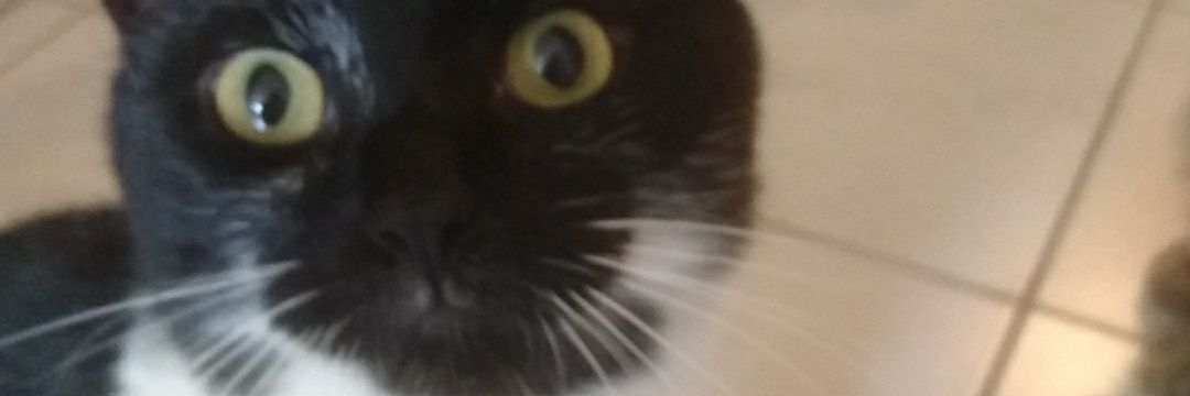 Ase banner