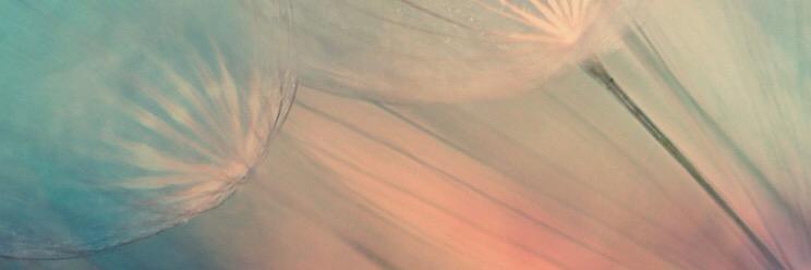 MiniBere's profile banner image