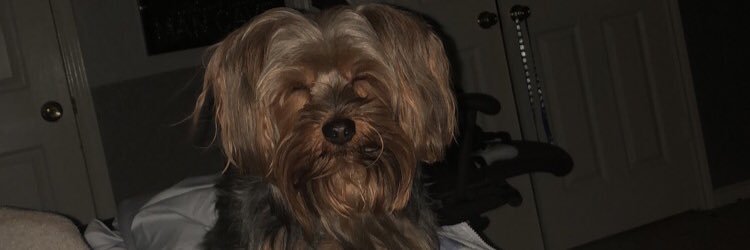 AsfFlyy's profile banner image