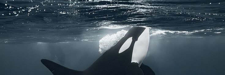FranzinGustavo's profile banner image