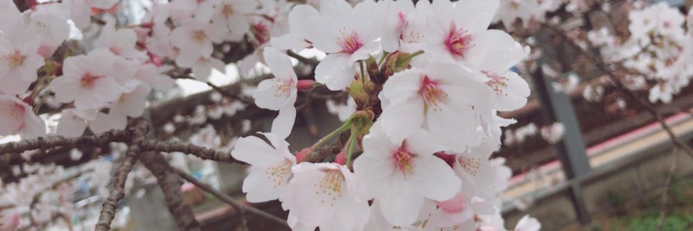okku0423's profile banner image