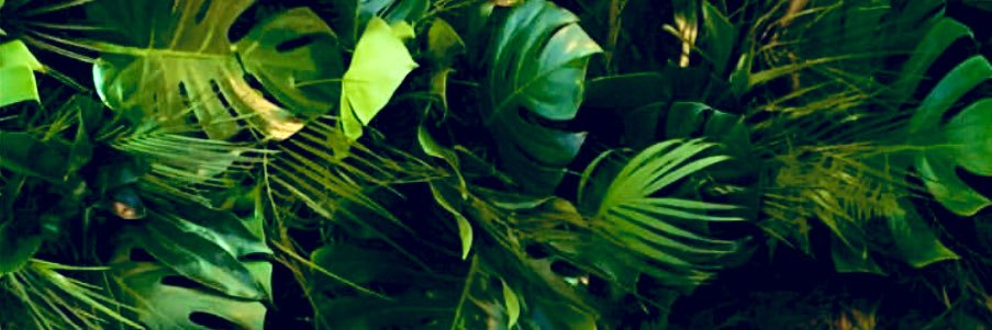 dunyamichael1's profile banner image