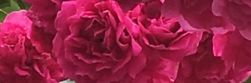 roseredpp's profile banner image