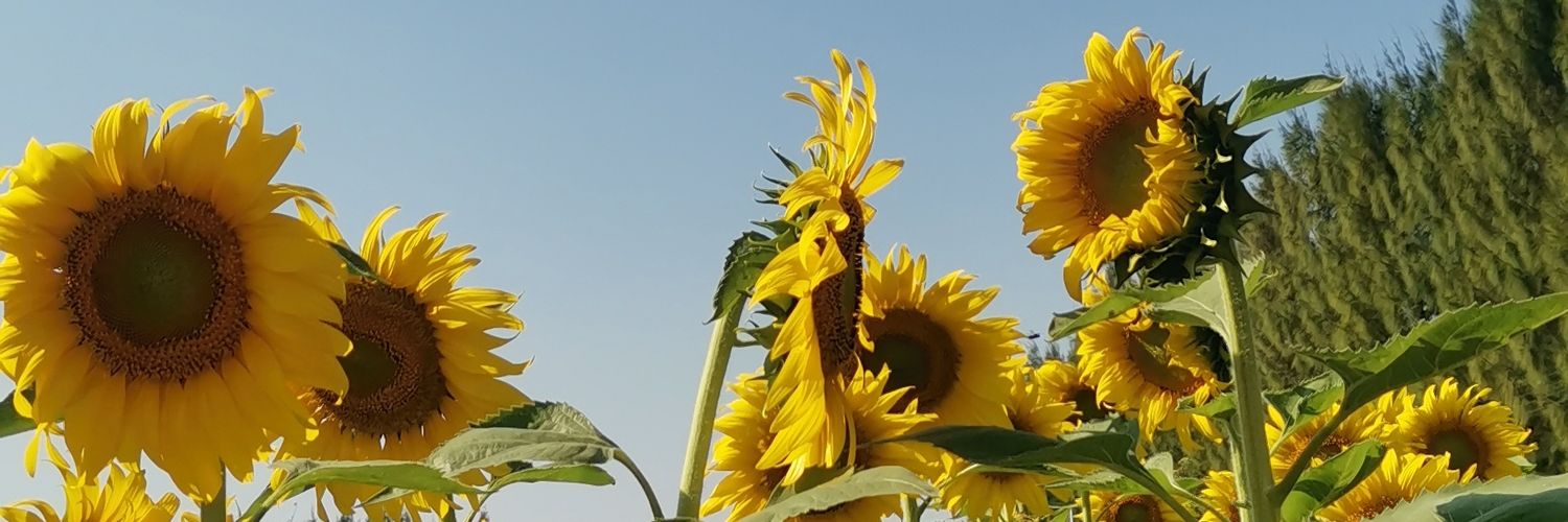 soleil☀️ banner