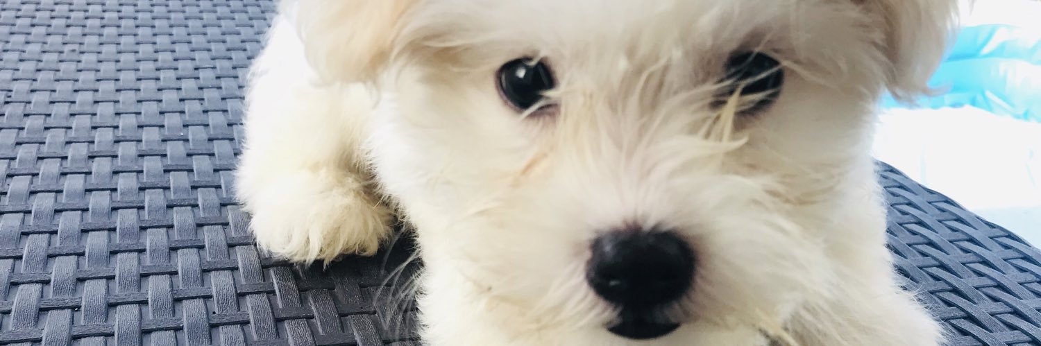 beabiancccaa's profile banner image