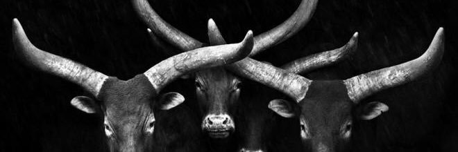chetal_s's profile banner image