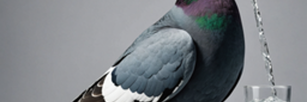 FlyingPigeon4 Profile Banner