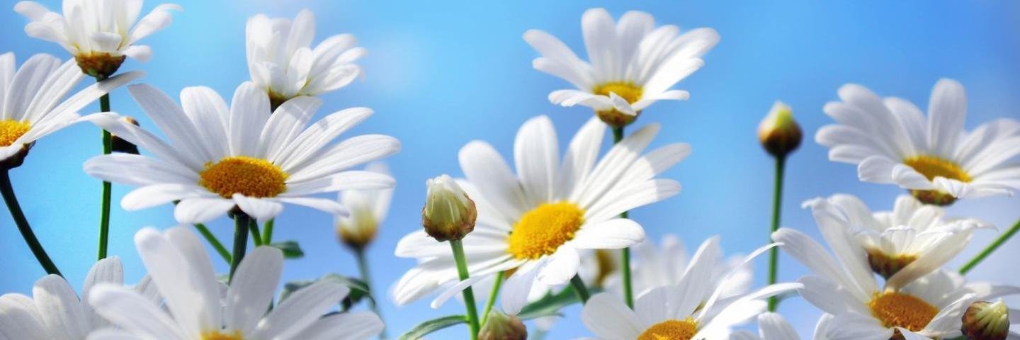 Melidelossantos's profile banner image