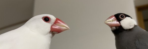 ZbZjLlYyisr7LxS Profile Banner