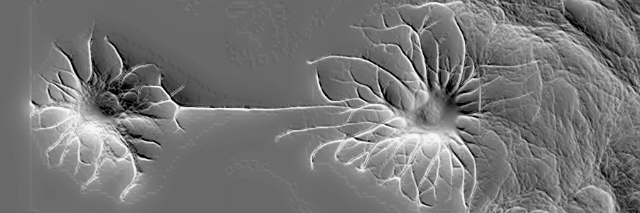 Olsen Lab - VT banner