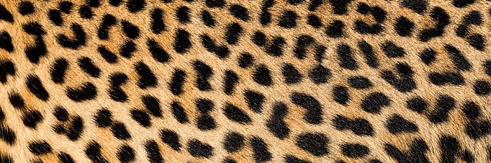 Kaytlin 🏳️‍🌈 banner