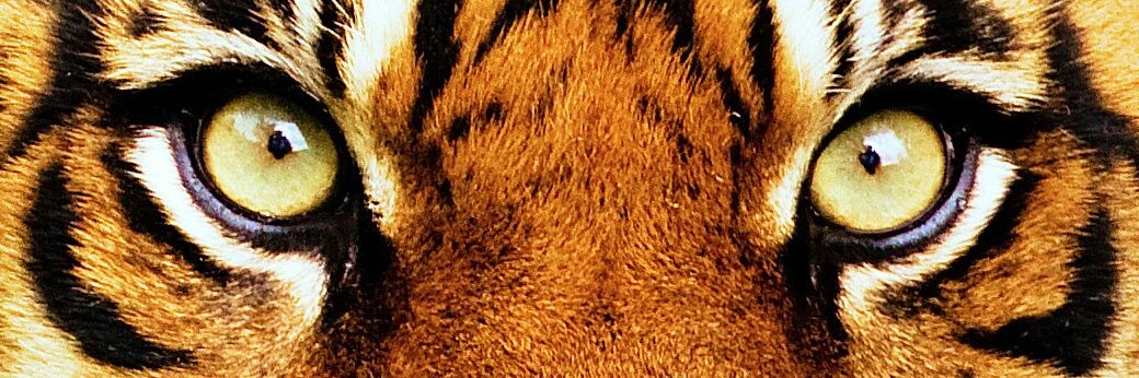 alv banner