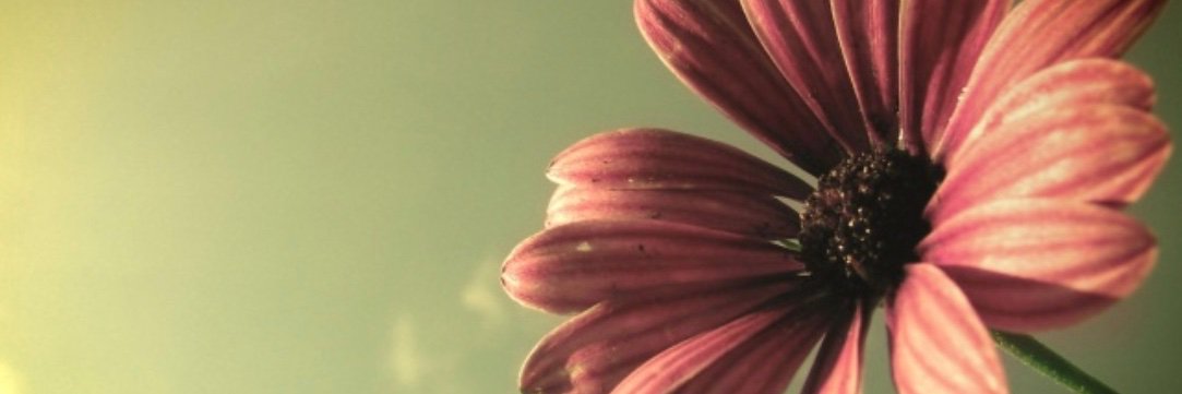 setah424's profile banner image