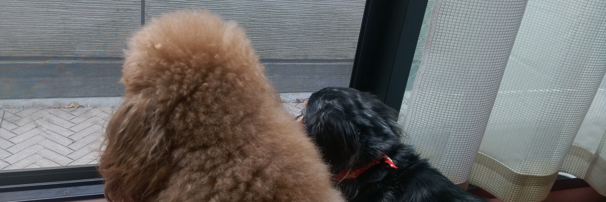 𝕏 鈴木Daichi秀行 𝕏 banner