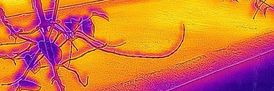 lcolado's profile banner image